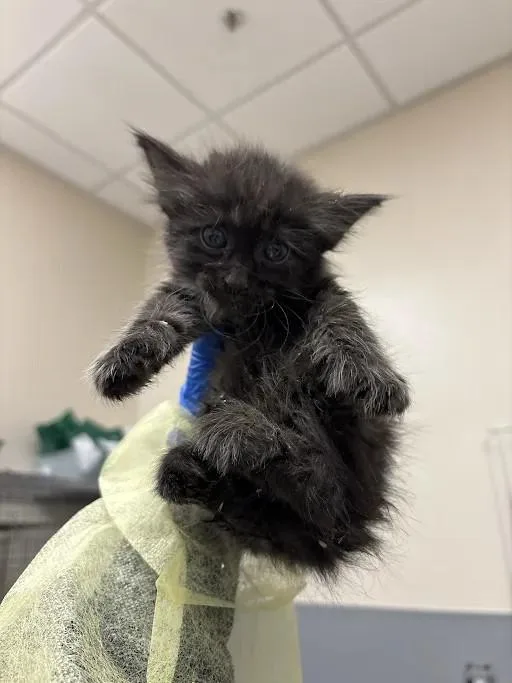 A baby small-sized female Domestic Long Hair cat named Cherry Blossom for adoption in Las Vegas, NV
