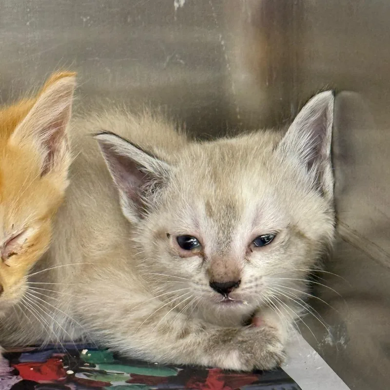 A baby small-sized female Cream / Ivory Domestic Short Hair cat named Leslie for adoption in Pauls Valley, OK