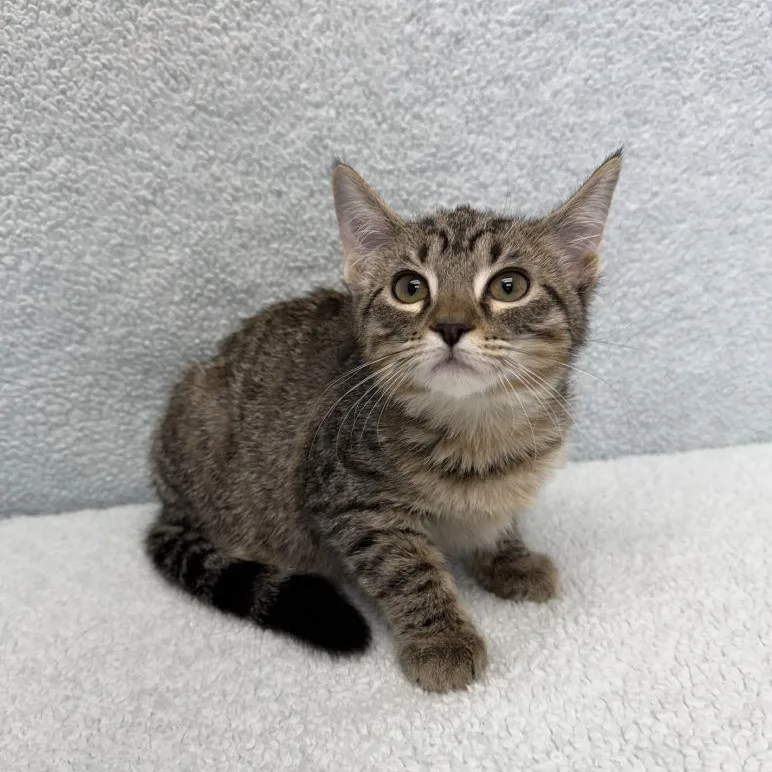 A baby medium-sized female Tabby (Brown / Chocolate) Domestic Short Hair cat named Pooh Bear for adoption in Benld, IL