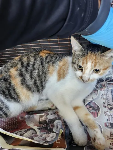 A young medium-sized female Domestic Short Hair cat named Millie for adoption in San Antonio, TX