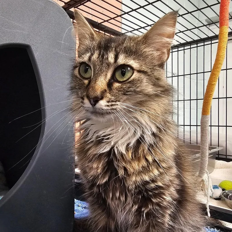 An adult medium-sized female Gray / Blue / Silver Domestic Long Hair cat named Clover for adoption in Columbus, NC