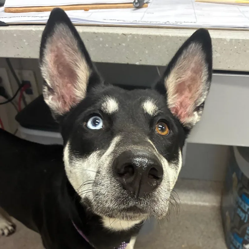 An adult medium-sized female Shepherd dog named Luna for adoption in Horn Lake, MS