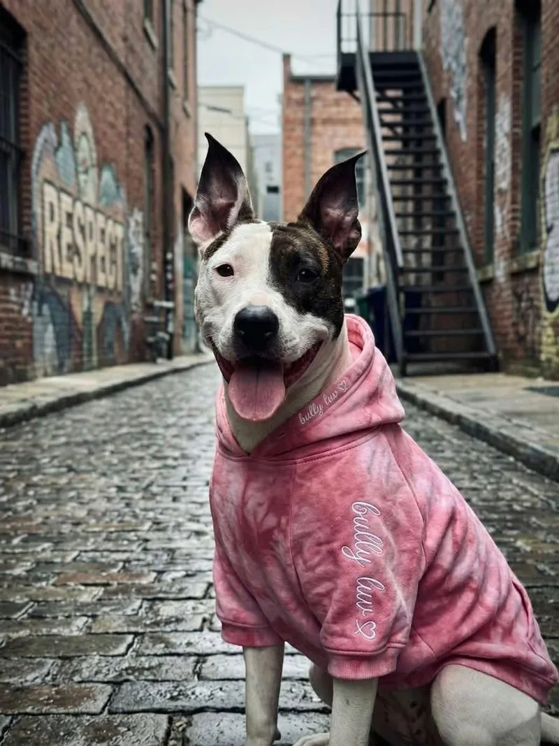 A young medium-sized female Mixed Breed dog named Lili for adoption in Fountaintown, IN