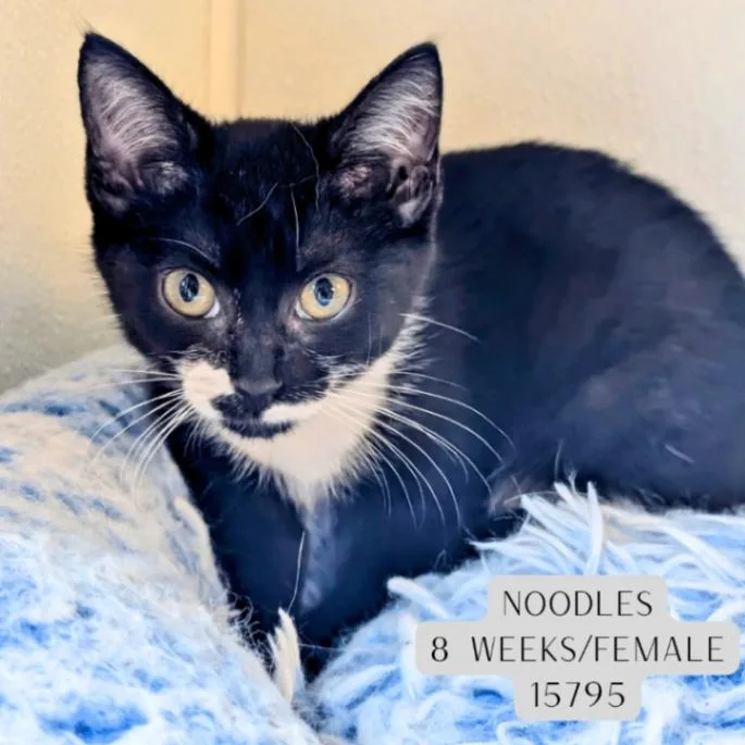 A young medium-sized female Black Domestic Short Hair cat named Noodles for adoption in Supply, NC