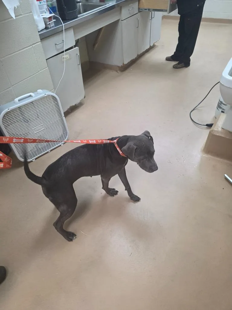 A young large-sized female Pit Bull Terrier dog named Sky for adoption in Nacogdoches, TX