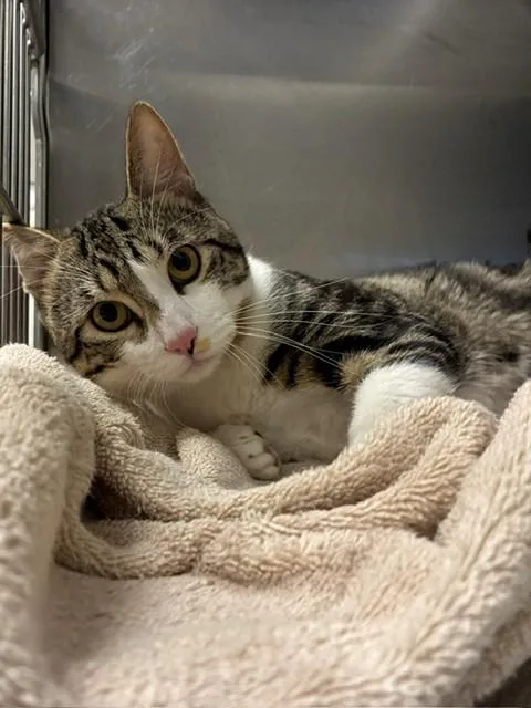 An adult large-sized male Domestic Short Hair cat named Charlie Brown for adoption in Brighton, CO