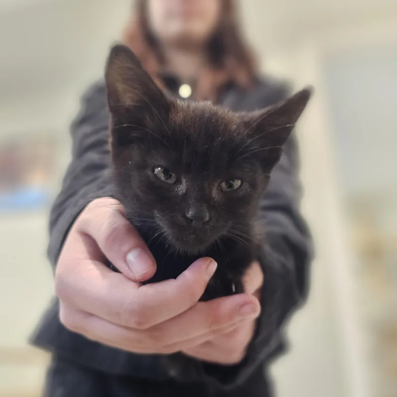 A baby medium-sized female Black Domestic Short Hair cat named Raven for adoption in Denison, IA