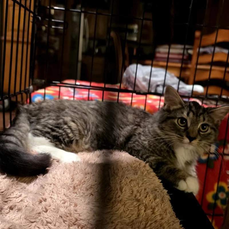 A baby small-sized female Brown / Chocolate Domestic Long Hair cat named Aurora for adoption in Grantsville, UT