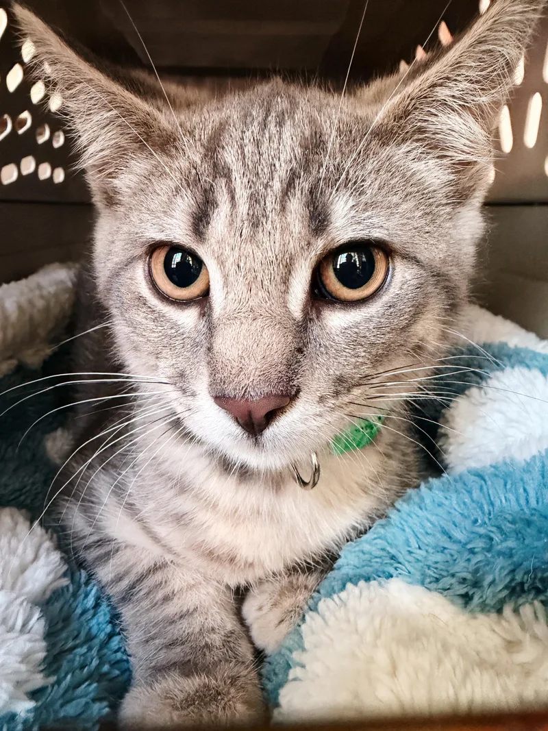 A baby medium-sized male Tabby (Gray / Blue / Silver) Tabby cat named Timmy Toughknuckles for adoption in Philadelphia, PA