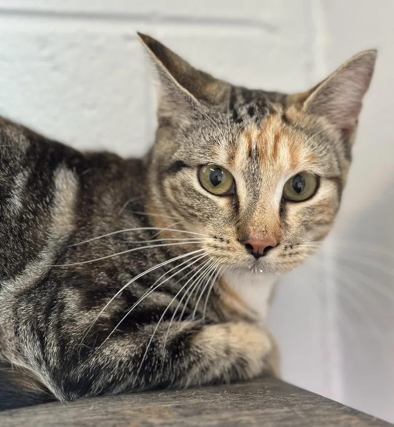 A young medium-sized female Tortoiseshell Domestic Short Hair cat named Vanessa for adoption in Stafford, VA