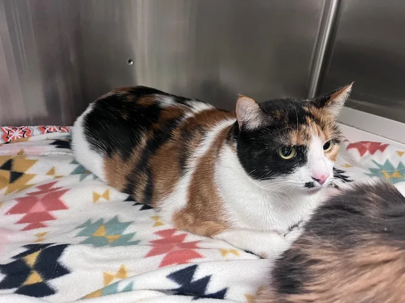 An adult large-sized female Domestic Short Hair cat named Ozzy for adoption in Twentynine Palms, CA