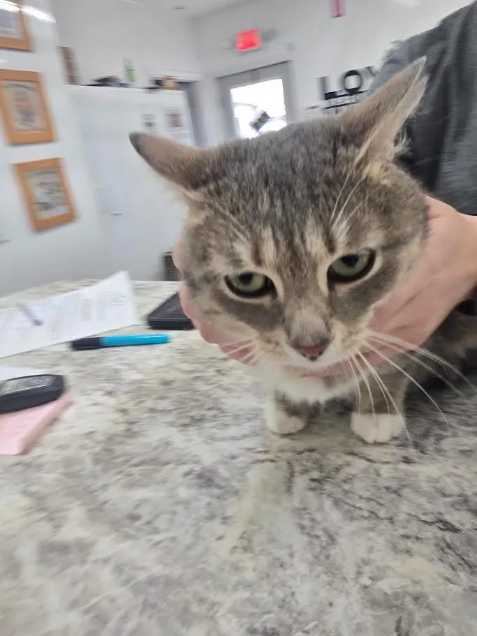 A young large-sized female Domestic Short Hair cat named Slate for adoption in Glenfield, NY