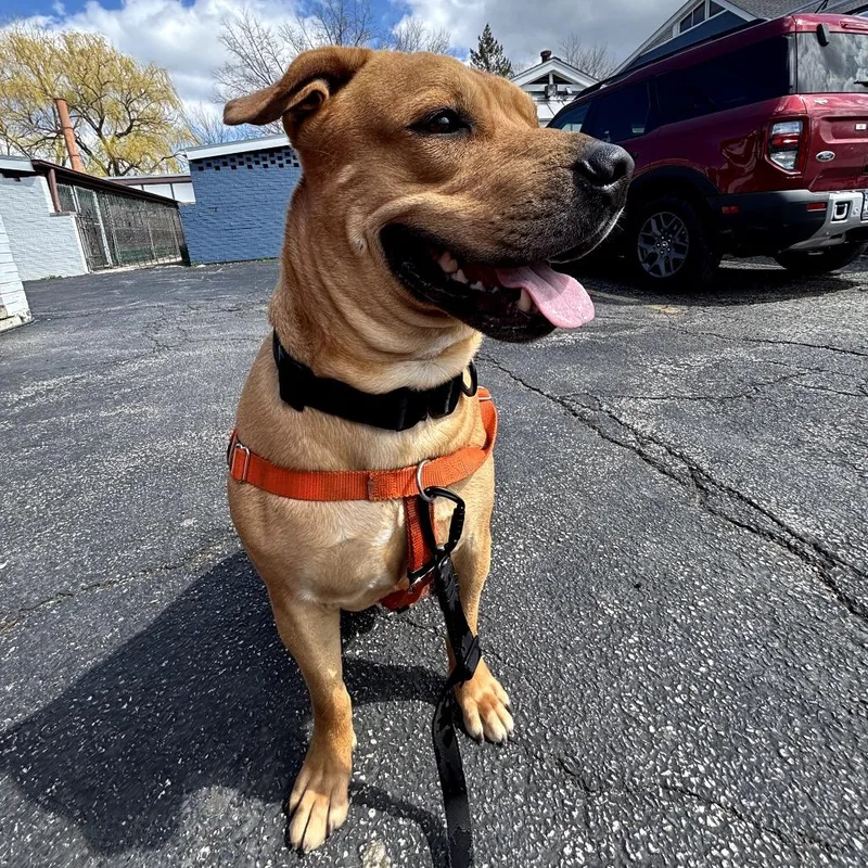 An adult large-sized male Brown / Chocolate Boxer dog named Mateo Hw+ for adoption in Northbrook, IL