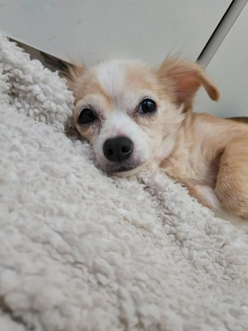 An adult small-sized female Chihuahua dog named Faith for adoption in Austin, TX