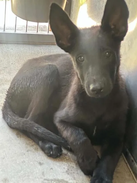 A baby small-sized female German Shepherd Dog dog named Sasha for adoption in Tustin, CA