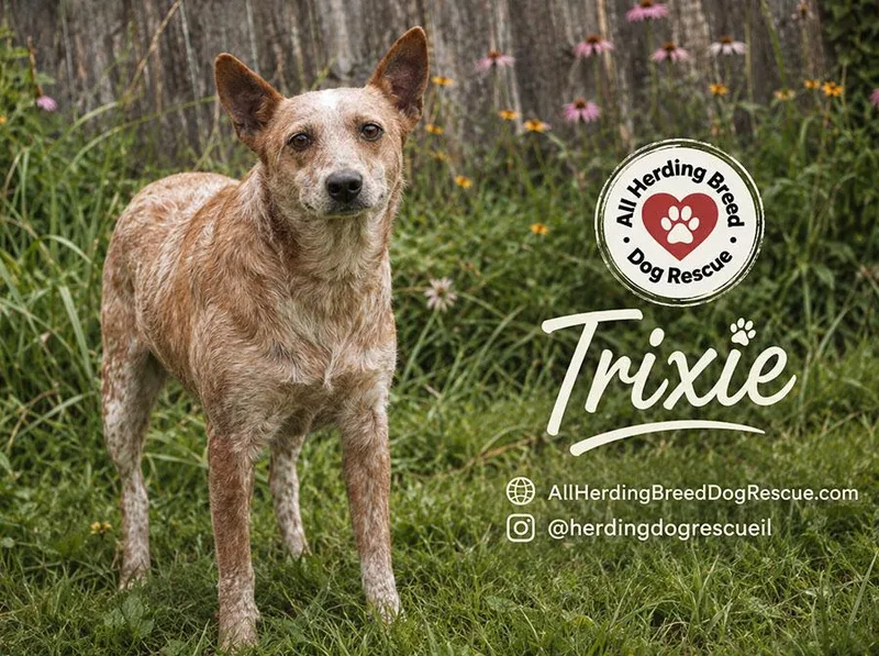 Trixie