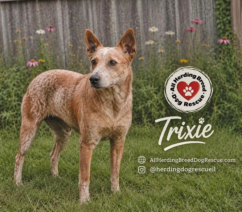 Trixie thumbnail 3