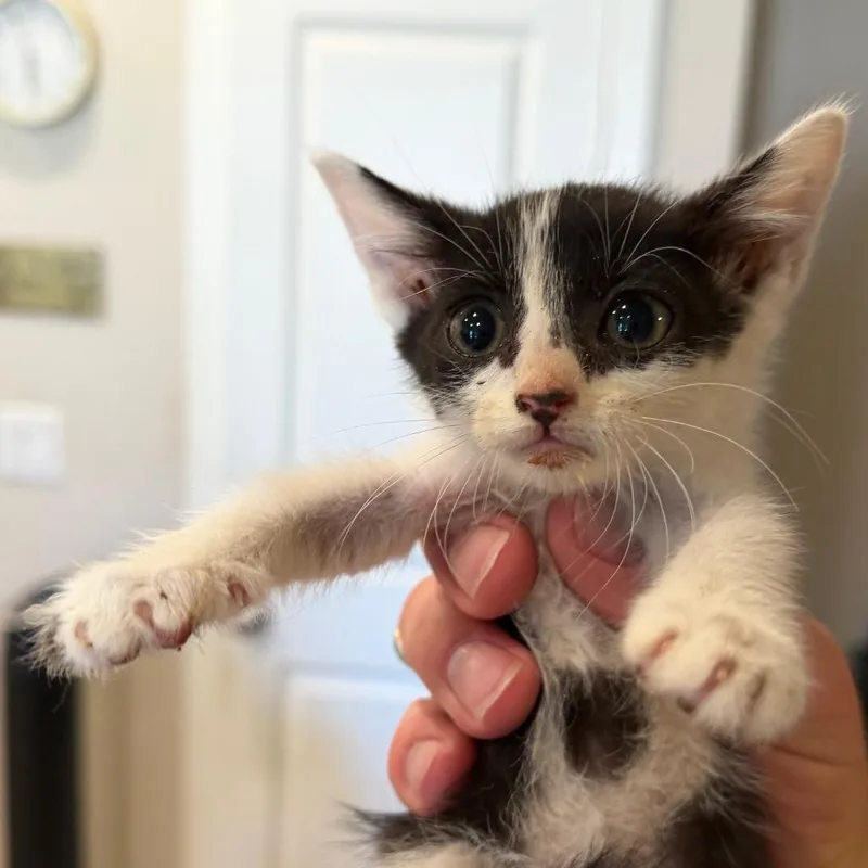 A baby small-sized female White Domestic Short Hair cat named Pi for adoption in Midland, TX