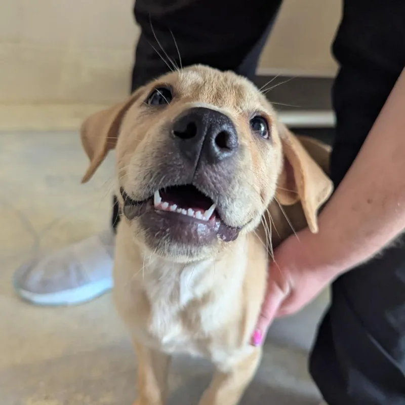 A baby medium-sized male Yellow / Tan / Blond / Fawn Yellow Labrador Retriever dog named Theodore Roosevelt for adoption in Ocala, FL