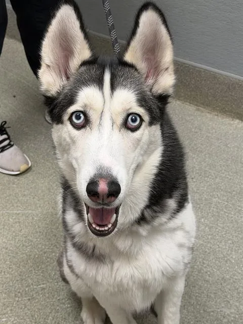 A young large-sized male Siberian Husky dog named Cruz for adoption in Las Vegas, NV