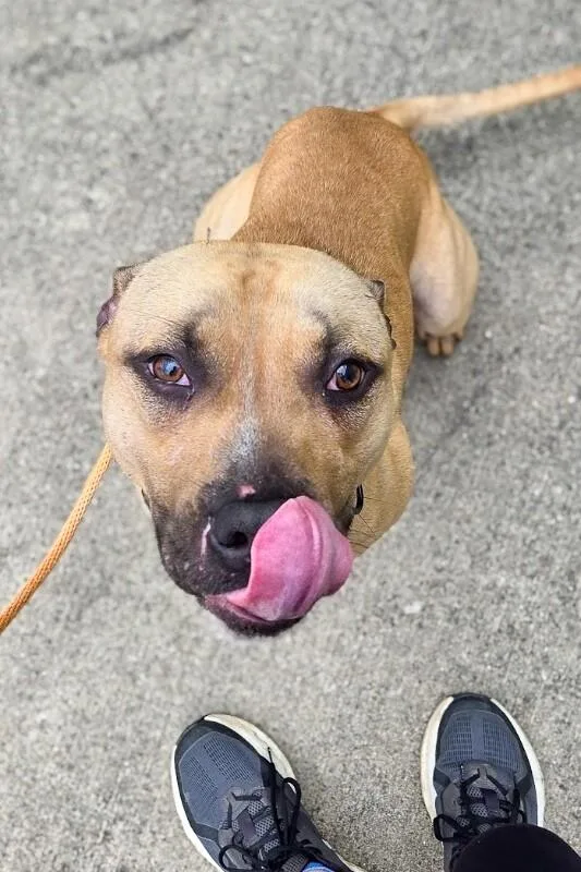 An adult medium-sized male Brown / Chocolate Mixed Breed dog named Conrad for adoption in Cincinnati, OH
