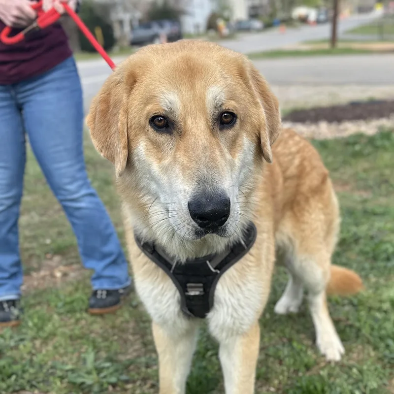 Gargantuan thumbnail 2