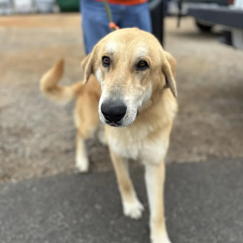 Gargantuan thumbnail 5