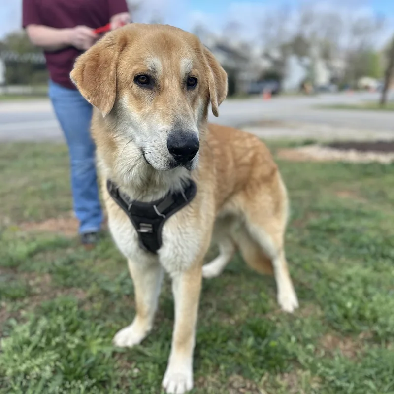 Gargantuan thumbnail 6