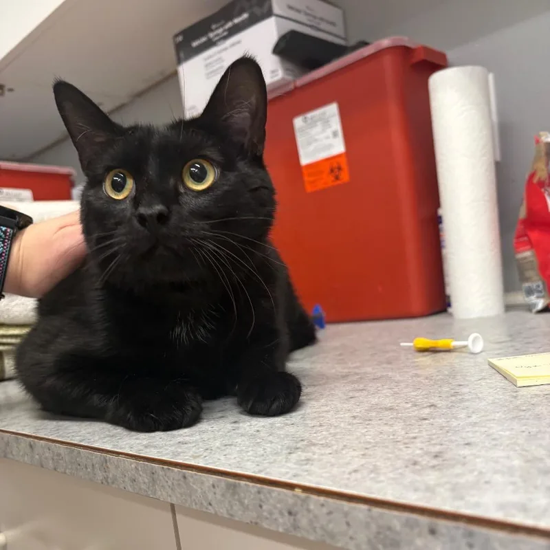 A young large-sized male Black Domestic Short Hair cat named Apo for adoption in Spokane, WA