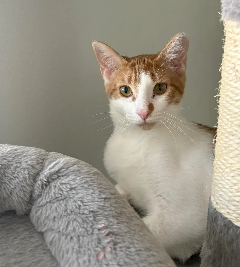 A young medium-sized male Tabby (Orange / Red) Domestic Short Hair cat named Cider for adoption in Mission Viejo, CA