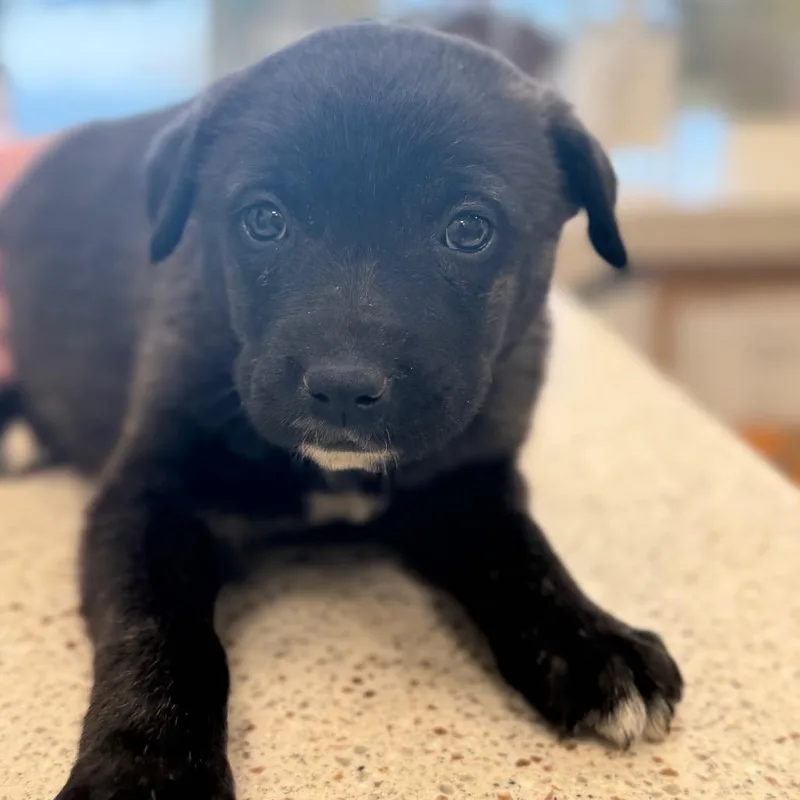 A baby medium-sized female Brindle Black Labrador Retriever dog named Emerson for adoption in Madisonville, TN