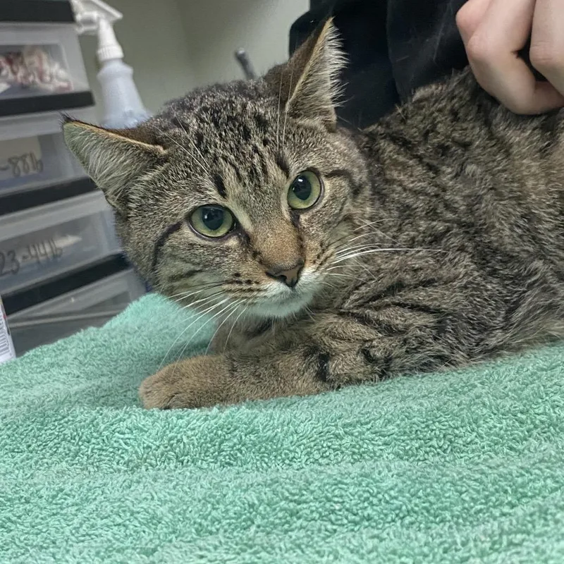 An adult medium-sized male Brown / Chocolate Domestic Short Hair cat named Choo Choo for adoption in Canastota, NY