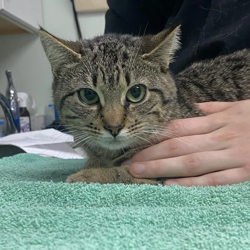 Choo Choo thumbnail 2