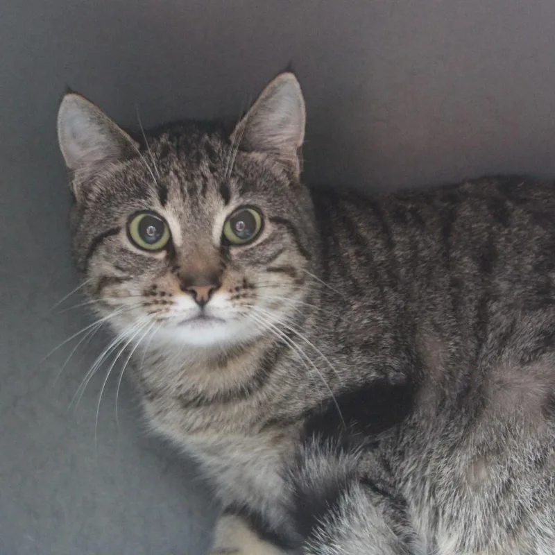 Choo Choo thumbnail 3