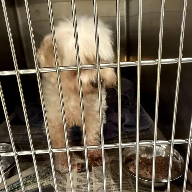 A senior small-sized female Yellow / Tan / Blond / Fawn Poodle dog named Cleo for adoption in Northbrook, IL