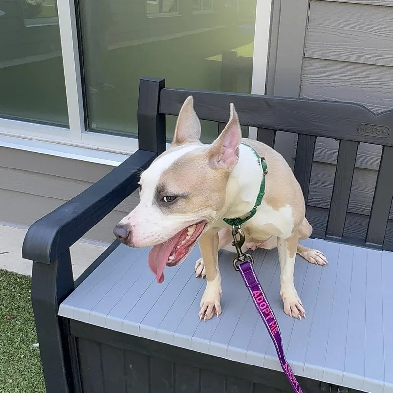 A young medium-sized female White / Cream Mixed Breed dog named Twitch for adoption in Greensboro, NC