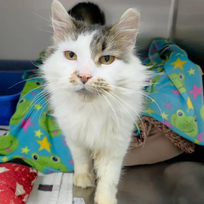 An adult large-sized female White Domestic Long Hair cat named Yasmin for adoption in Michigan City, IN