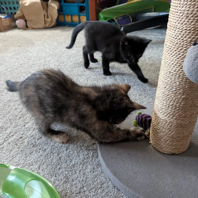 A baby small-sized female Black Domestic Short Hair cat named Beetle for adoption in Harrisonburg, VA