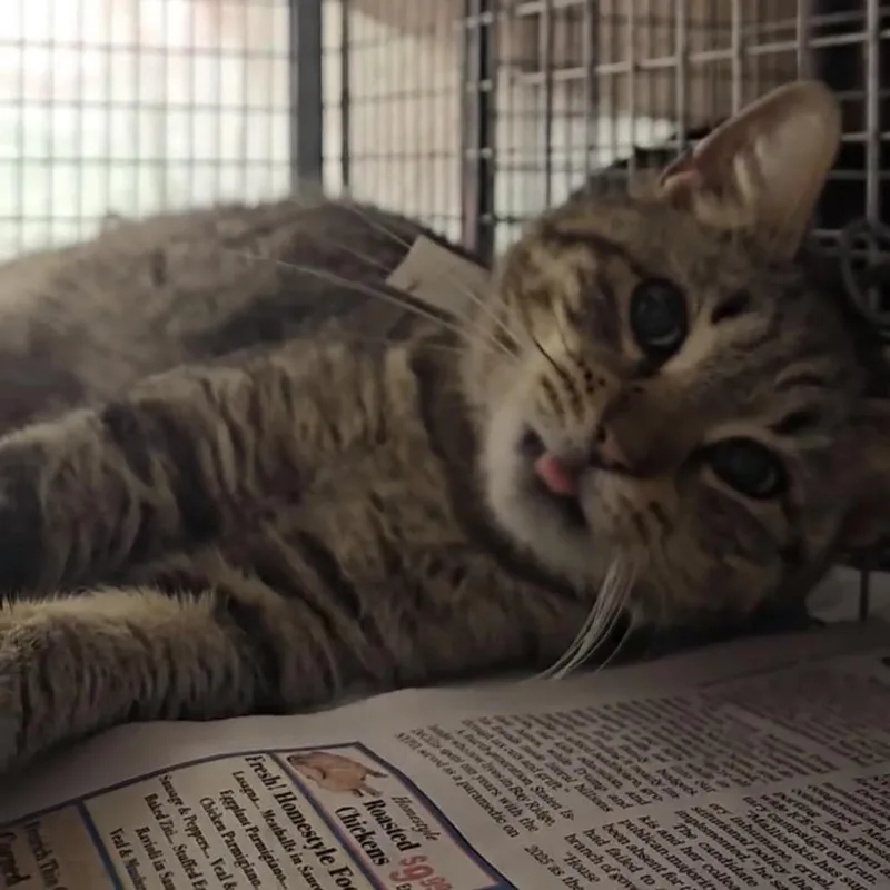 An adult small-sized female Brown / Chocolate American Shorthair cat named Miccio for adoption in Oceanside, NY