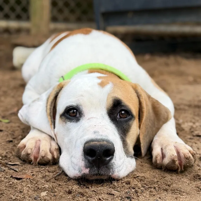 A young medium-sized male White / Cream Mixed Breed dog named Handsome for adoption in Pensacola, FL