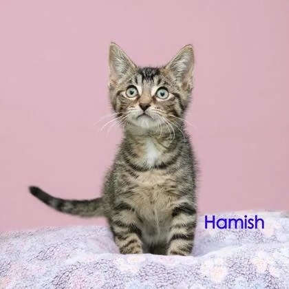 A baby small-sized male Domestic Short Hair cat named Hamish for adoption in Parma, OH