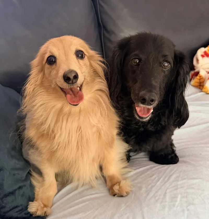 BB bonded to Abby thumbnail 3