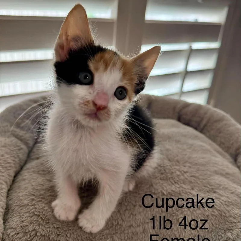 A baby small-sized female Domestic Short Hair cat named Cupcake for adoption in Buellton, CA
