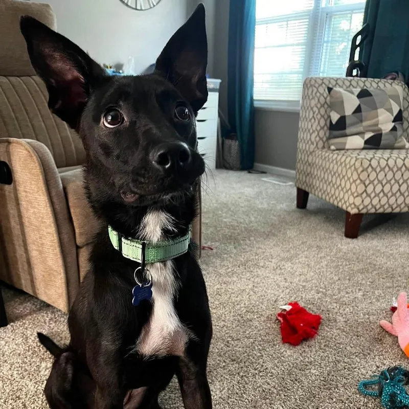 A young medium-sized female Black Mixed Breed dog named Clarice for adoption in St. Charles, IL