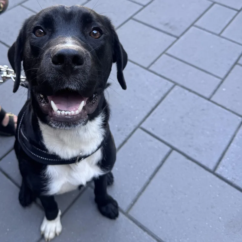 A young medium-sized male Labrador Retriever dog named Waylon for adoption in Charlotte, NC