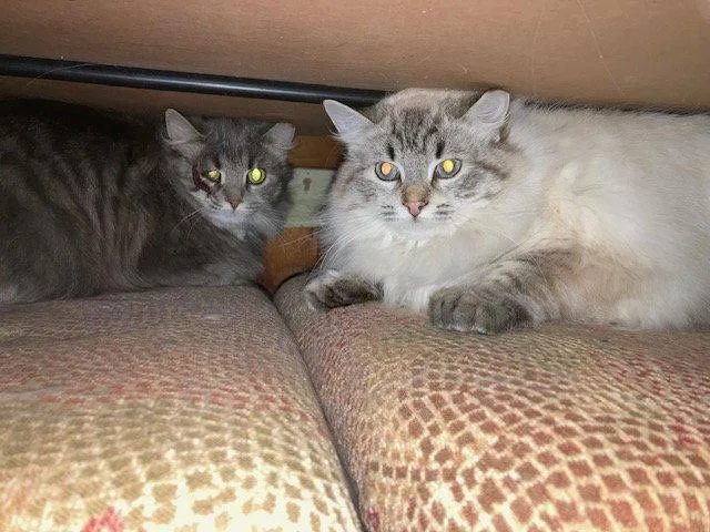 Lance Bonded With Lacey thumbnail 2