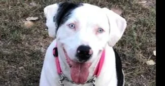 An adult large-sized female Catahoula Leopard Dog dog named Ellie Catahoula for adoption in Dallas, TX