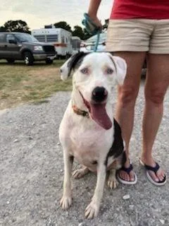 Ellie  Catahoula thumbnail 2