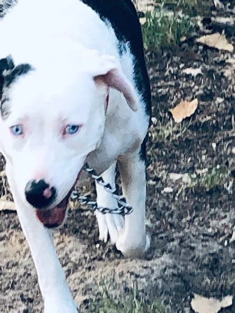 Ellie  Catahoula thumbnail 3