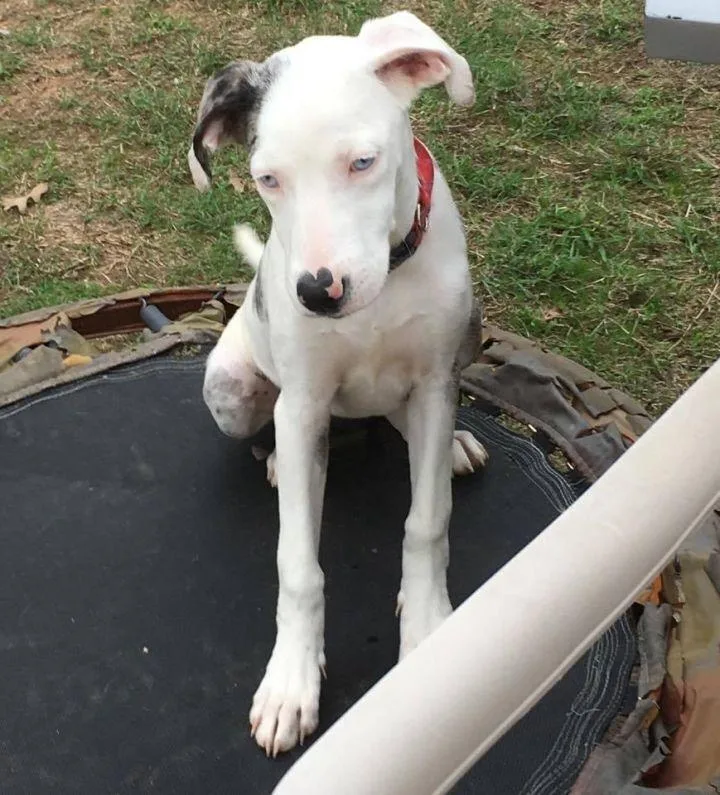 Ellie  Catahoula thumbnail 4